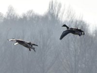 23-11-2014-anfliegende Graugaense